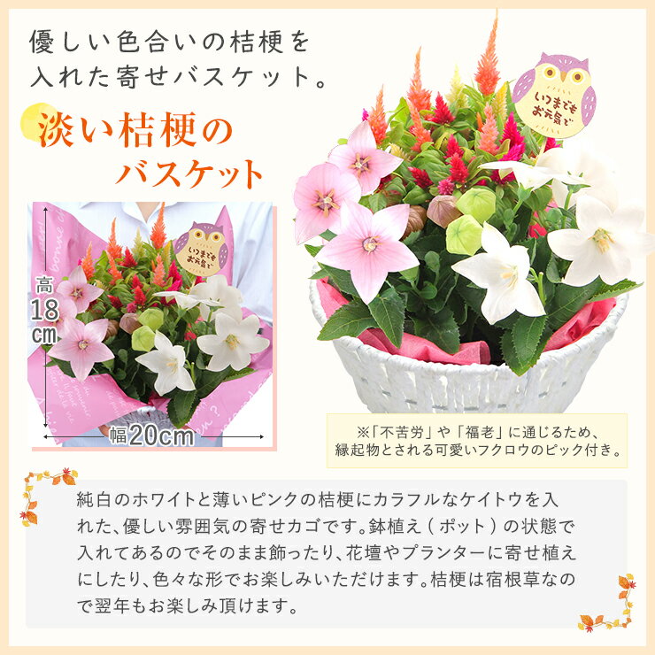 楽天 あす楽 敬老の日 ギフト プレゼント 花 鉢植え 花鉢 鉢花 生花 敬老 メッセージカード付き リンドウ 白寿 桔梗 カランコエの売れ筋人気ランキング商品