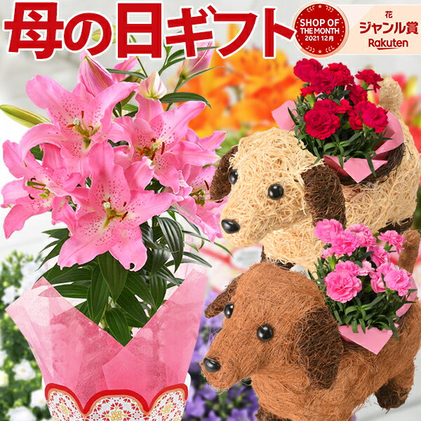 楽天 あす楽 母の日 プレゼント ギフト 花 鉢植え カーネーション 百合 ゆり ユリ マダガスカルジャスミン ダリア メリーベルの売れ筋人気ランキング商品