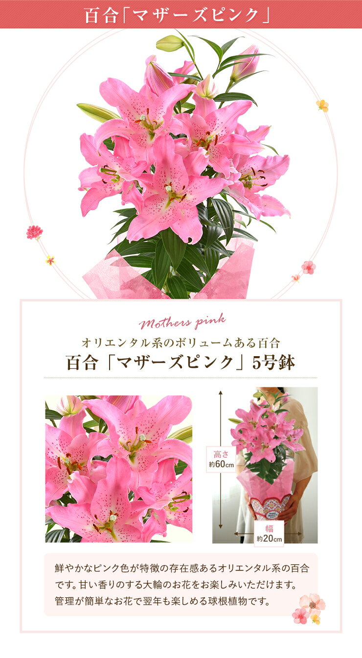 楽天 あす楽 母の日 プレゼント ギフト 花 鉢植え カーネーション 百合 ゆり ユリ マダガスカルジャスミン ダリア メリーベルの売れ筋人気ランキング商品