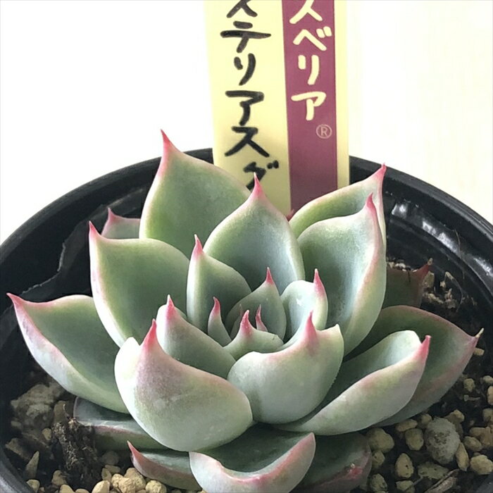 レア おらいさん苗 うぐいす 札付き - 植物/観葉植物